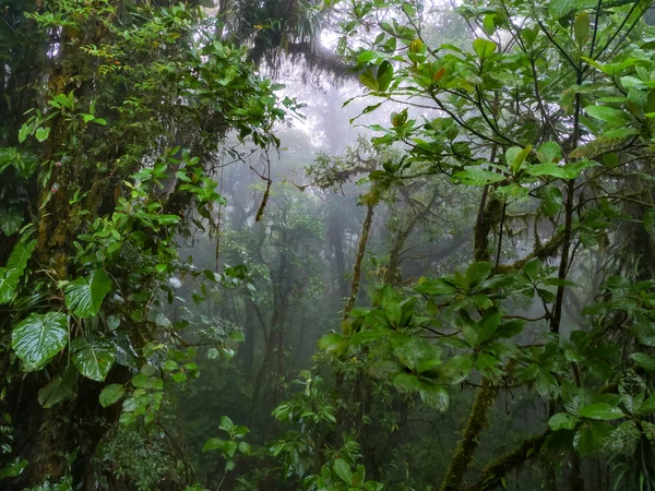 Trekkin tour w Monteverde — Zdjęcie stockowe