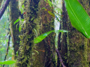 Monteverde trekkin Tur