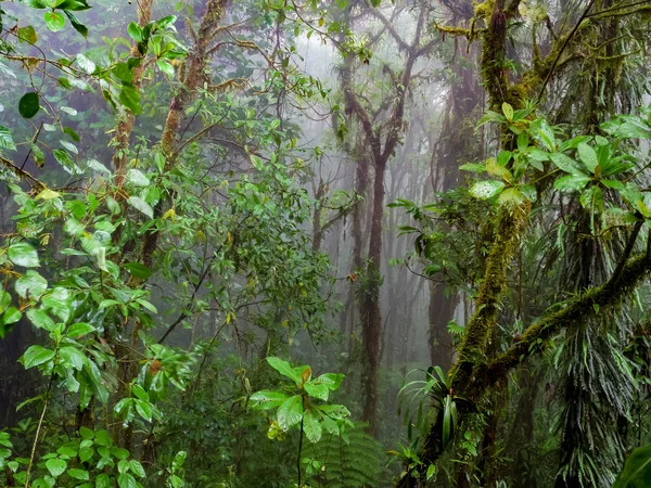 Trekkin tour en Monteverde — Foto de Stock