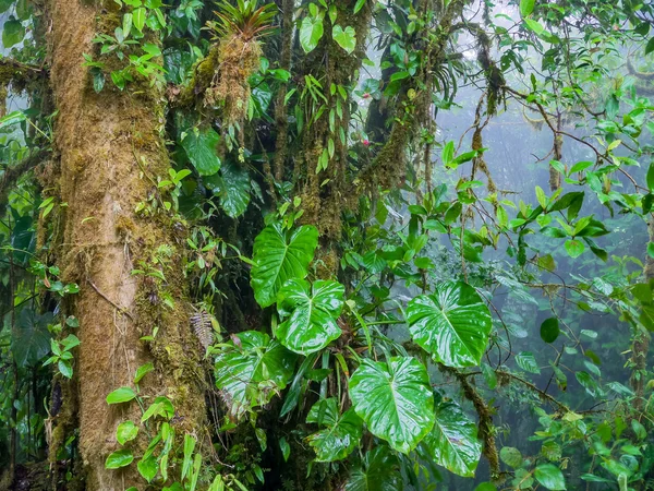 Trekkin tour em Monteverde — Fotografia de Stock