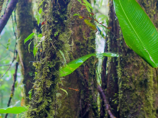 Trekkin tour w Monteverde — Zdjęcie stockowe