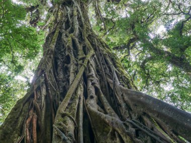 Monteverde trekkin Tur