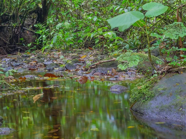 Trekkin tour w Monteverde — Zdjęcie stockowe