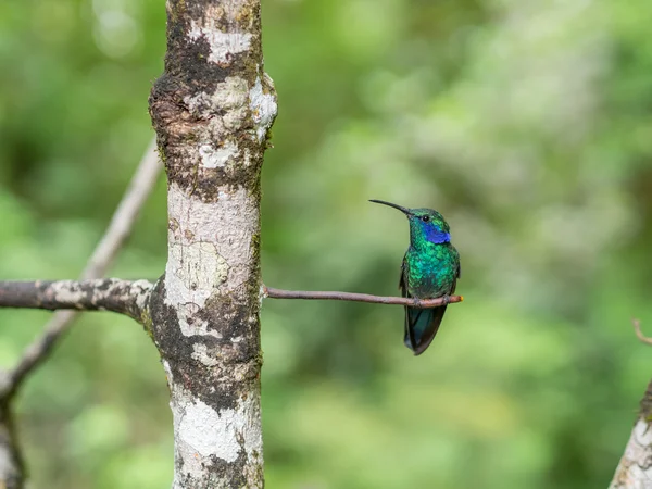Humminbird Monteverde içinde
