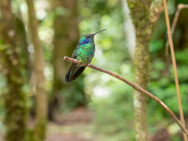 Humminbird i Monteverde — Stockfoto