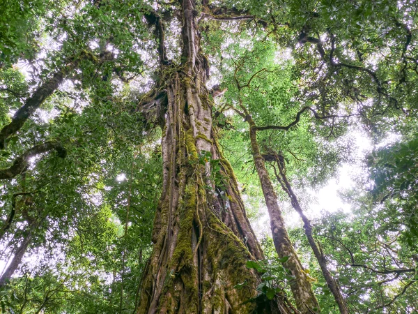 Trekkin turné v Monteverde — Stock fotografie