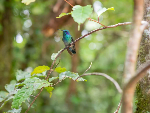 Humminbird en Monteverde — Foto de Stock