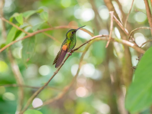 Humminbird em Monteverde — Fotografia de Stock