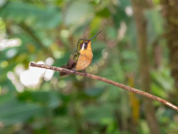 Humminbird i Monteverde — Stockfoto