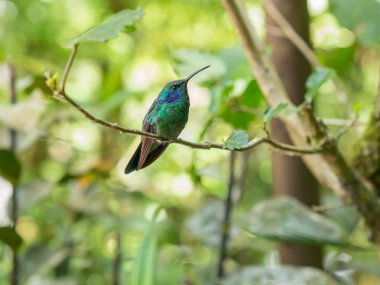 Humminbird Monteverde içinde