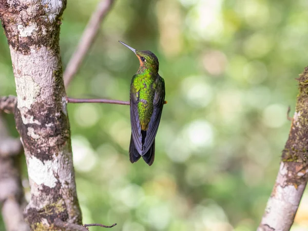 Humminbird Monteverde içinde — Stok fotoğraf