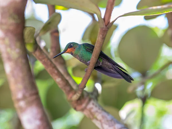 Humminbird i Monteverde — Stockfoto