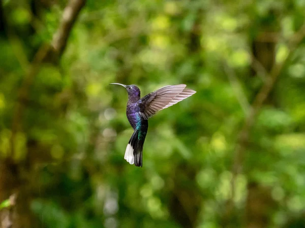 Humminbird i Monteverde - Stock-foto