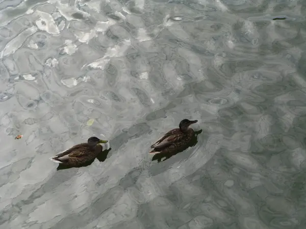 Zwei wellige Enten auf glatten — Stockfoto