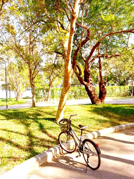 Велосипед в парке — стоковое фото