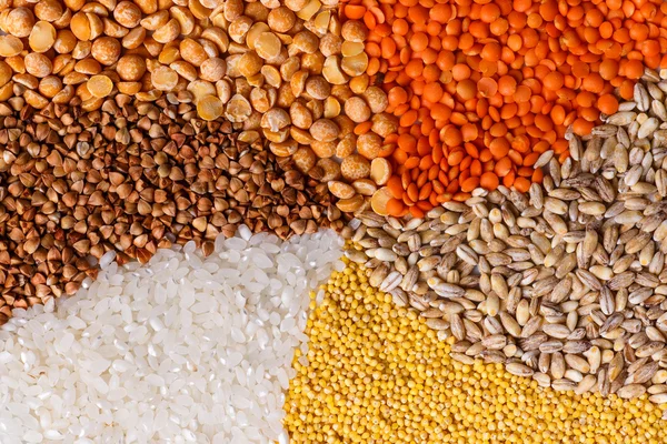 Bükülmüş tahıllar: bezelye mercimek buğday darı pirinç buğday portre
