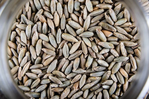 Крупногабаритные зерна кукурузы — стоковое фото