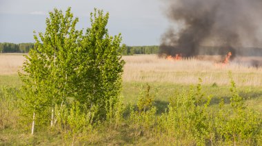 ağaç orman yangını arka plan üzerinde