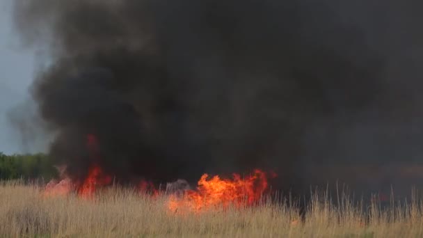El árbol en el fondo de un incendio forestal — Vídeos de Stock