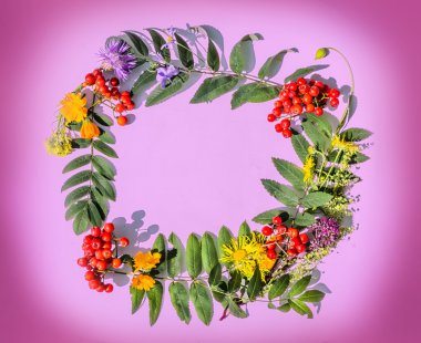 çerçeve çiçek ve bitkilerin