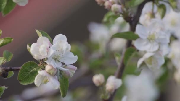 Ramas de un manzano en flor — Vídeo de stock