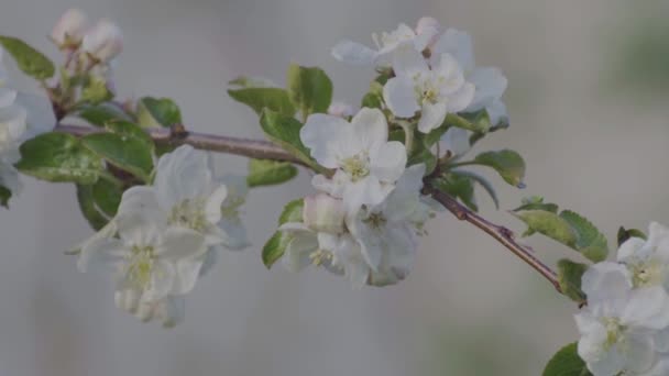 Erstaunliche Weiße Blumen Blühen Auf Zweigen — Stockvideo