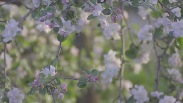 Amazing White Flowers Blossom Branch — Stock Video