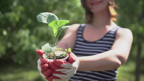 Jonge vrouw met handen ontkiemen in handen in de tuin — Stockvideo