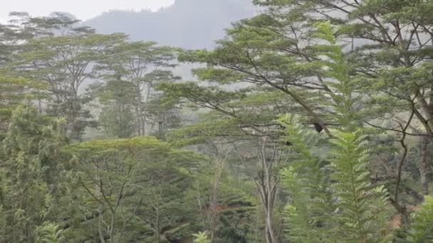 Forêt Tropicale Aux Arbres Verts — Video