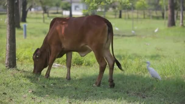 Bezerro Pequeno Bonito Grama Verde — Vídeo de Stock