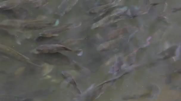 Poissons Nageant Dans Eau Sur Fond — Video