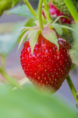Bush üzerinde asılı olgun kırmızı çilek Çilek