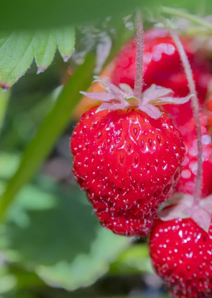 Bessen van rijpe rode aardbeien opknoping op de Bush — Stockfoto