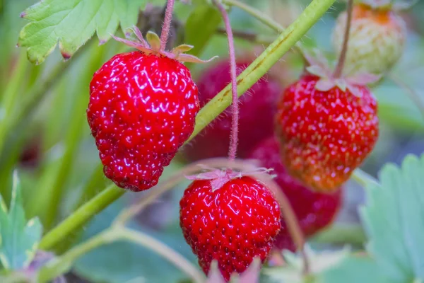 Beeren reife rote Erdbeeren hängen am Strauch — Stockfoto