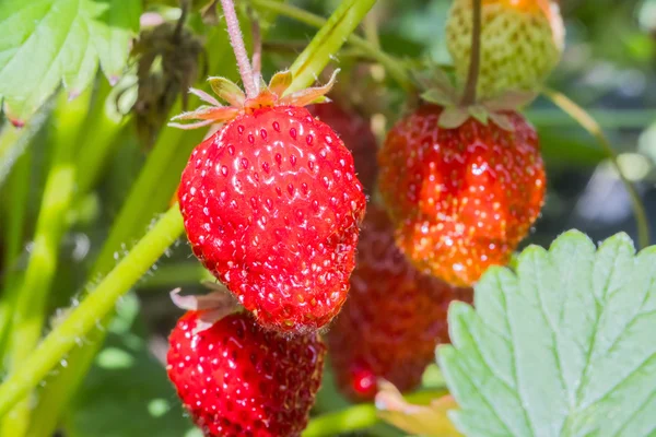 Beeren reife rote Erdbeeren hängen am Strauch — Stockfoto