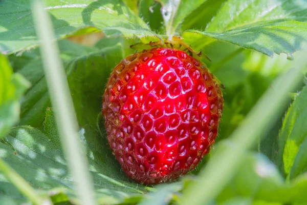 Beeren reife rote Erdbeeren hängen am Strauch — Stockfoto