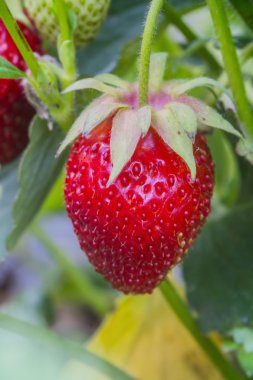 Bush üzerinde asılı olgun kırmızı çilek Çilek