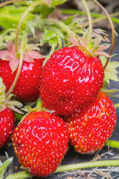 Bayas maduros fresas rojas colgando de la Bush — Foto de Stock