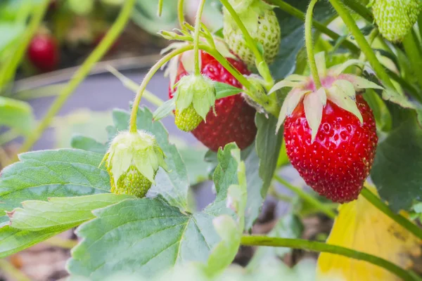 Beeren reife rote Erdbeeren hängen am Strauch — Stockfoto