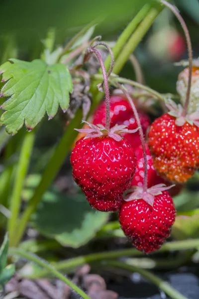 Beeren reife rote Erdbeeren hängen am Strauch — Stockfoto