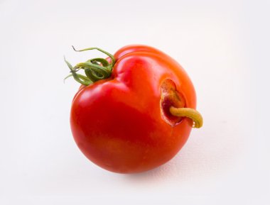 solucan bir kırmızı ripe domates sebze dışarı tırmanıyor