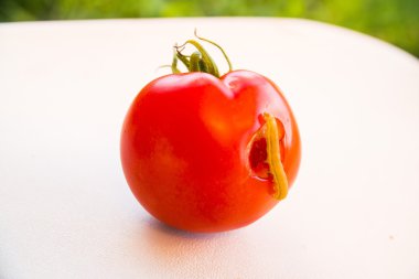 solucan bir kırmızı ripe domates sebze dışarı tırmanıyor