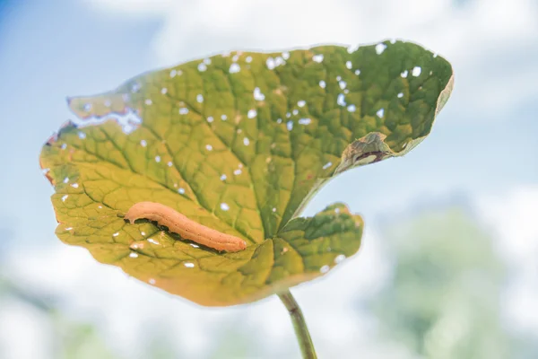 Ένας ιός τύπου worm ανεβαίνει από ένα πράσινο φύλλο μασημένη γεμάτο τρύπες — Φωτογραφία Αρχείου