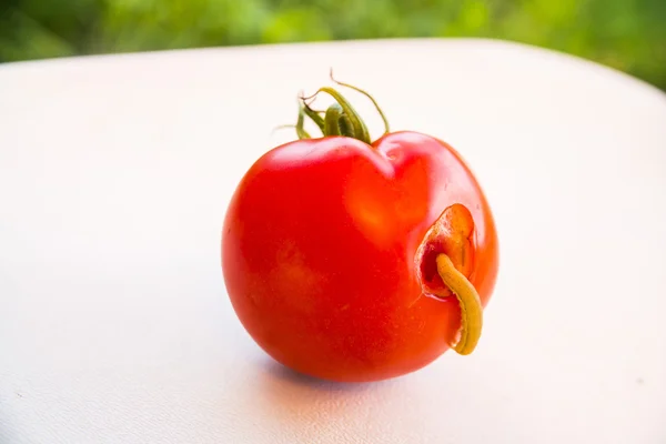 A worm climbs out of a red ripe tomato vegetable — Stock Photo, Image