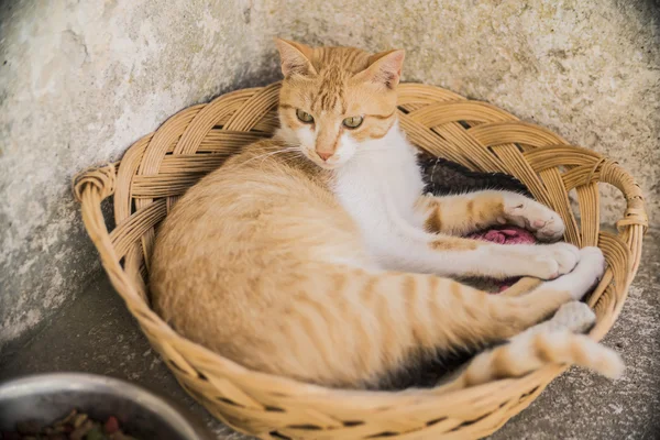 Gato Gengibre Bonito Deitado Cesta Canto — Fotografia de Stock