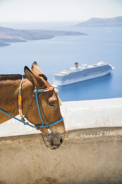 Schönes Pony Mit Ornamenten Auf Dem Kopf — Stockfoto