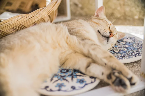 Roztomilý Kočka Ulici Řecku — Stock fotografie