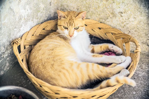 그리스에서 거리에 귀여운 고양이 — 스톡 사진