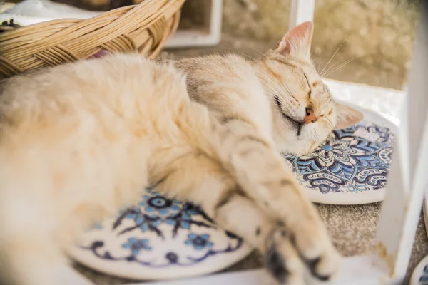 Lindo Jengibre Gato Durmiendo Azul Alfombra —  Fotos de Stock