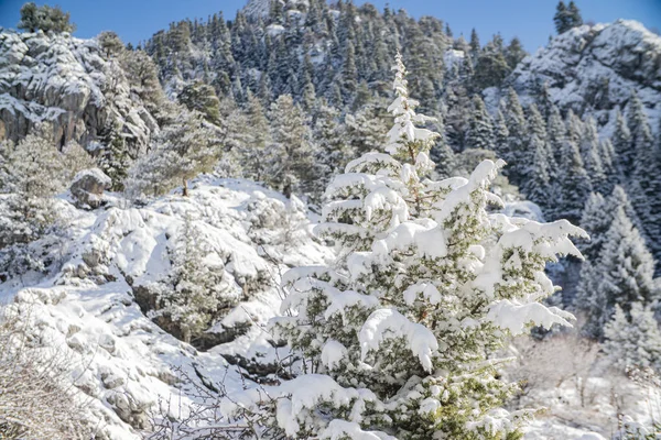 winter landscape, coniferous trees in the snow